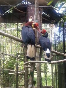 This pair of Rufous-headed hornbill is undergoing captive breeding at the Mariit Wildlife Conservation Park. Successfully bred species shall be programmed for reintroduction in vacant habitats. This is a joint initiate five of PBCFI, West Visayas State University and DENR. Photo grabbed at the FB Page of PBCFI.