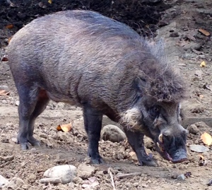 The status of the Visayan warty pig did not improve through the years. From vulnerable, its threat category has been elevated to critically-endangered because dangers to its existence in the wild are still very high.